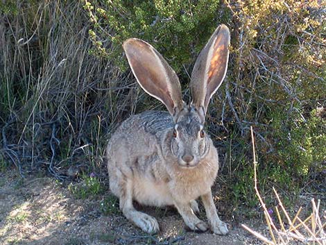 Jackrabbit