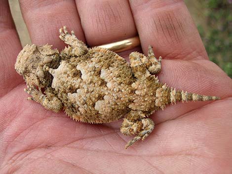 Southern Desert Horned Lizard