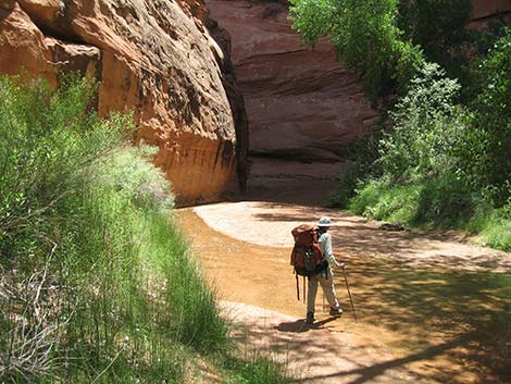 Coyote Gulch