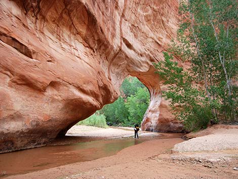 Coyote Gulch