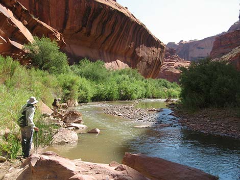 Coyote Gulch