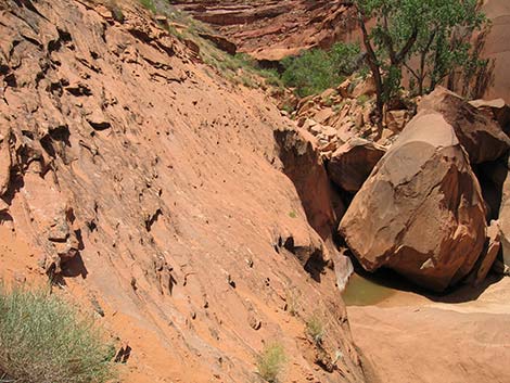 Coyote Gulch