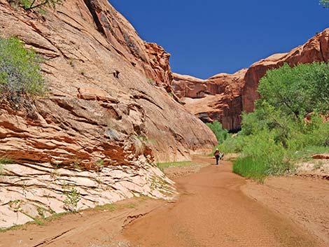 Coyote Gulch