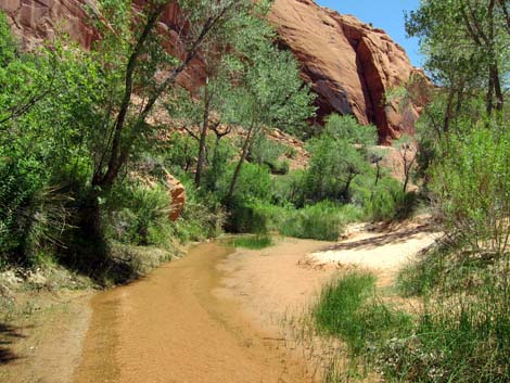 Coyote Gulch