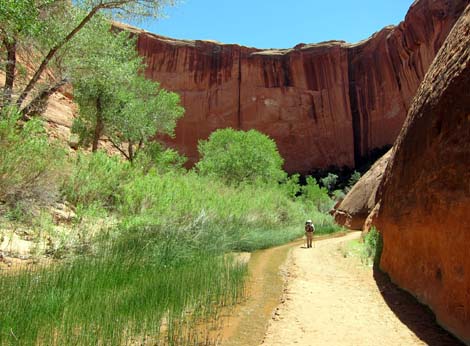 Coyote Gulch