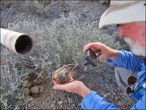 Illegal Mining Claim Markers