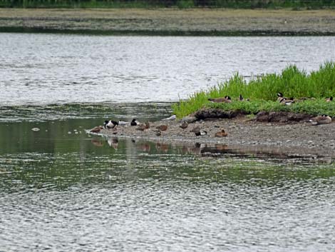 Alaska Birding