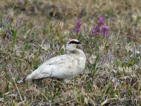 Nome birding