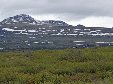 Denali birding