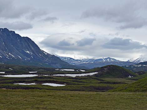 Denali birding