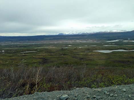 Denali birding