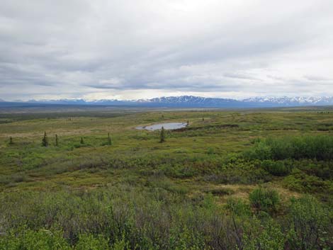 Denali birding