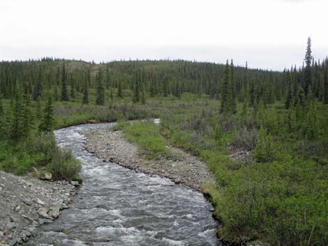 Denali birding