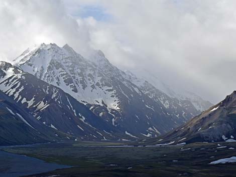 Denali birding