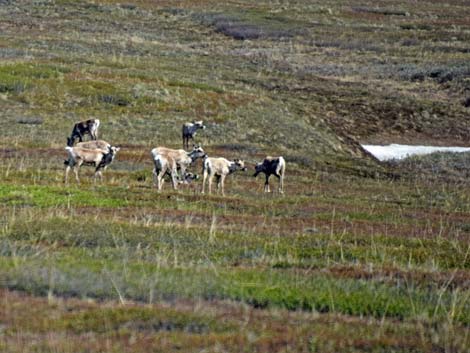 Denali birding