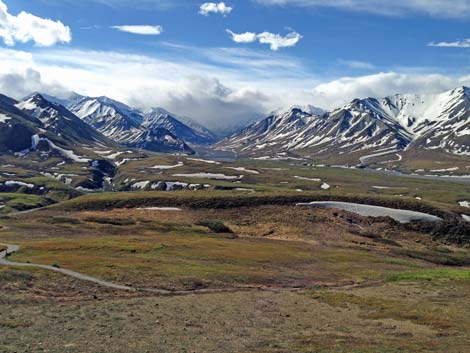 Denali birding