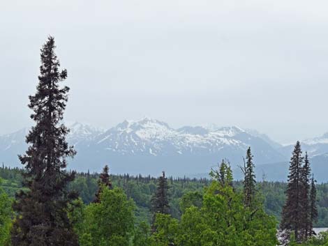 Denali birding