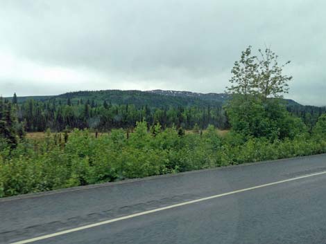 Denali birding