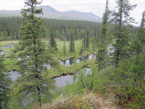 Denali birding