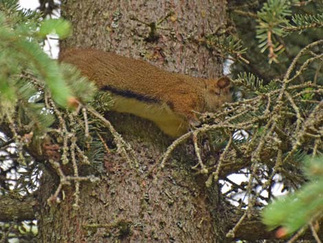 Seward birding