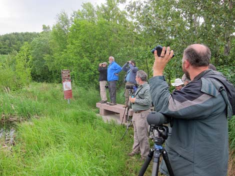 Seward birding