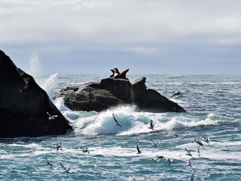 Seward birding