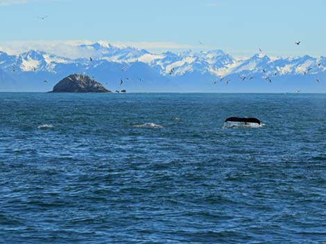 Seward birding