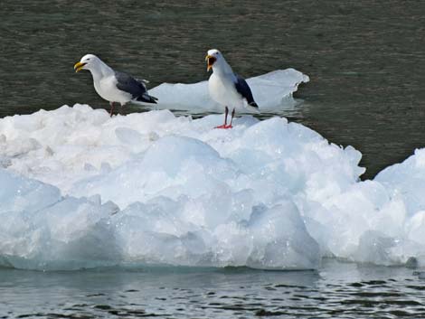 Seward birding