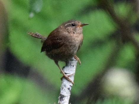 Seward Birding