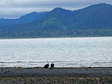 Seward Birding