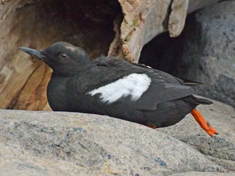 Seward Birding