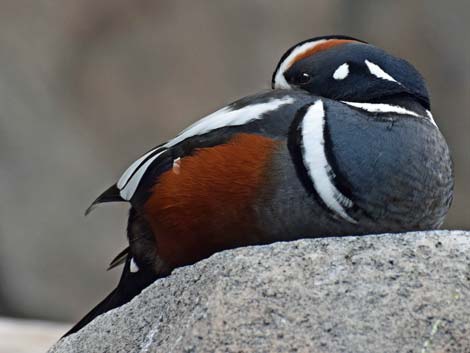 Seward Birding