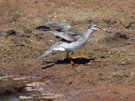 Barrow Birding