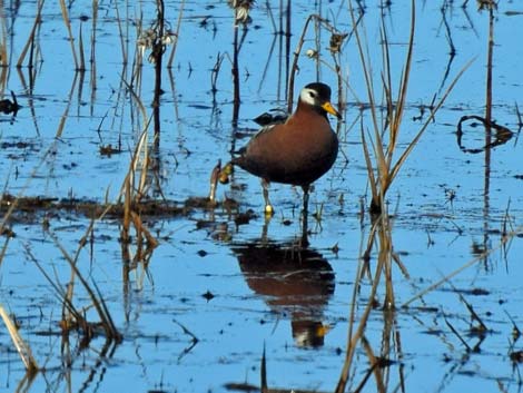 Barrow Birding