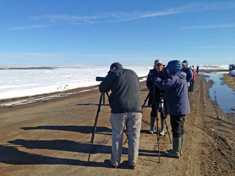 Barrow Birding