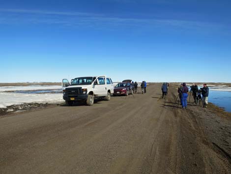 Barrow Birding