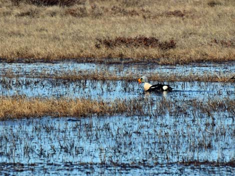 Barrow birding