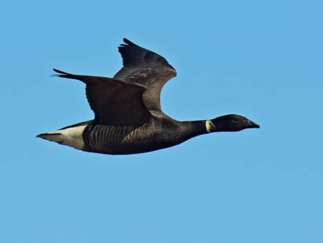 Barrow birding