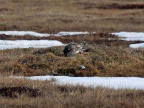 Barrow birding