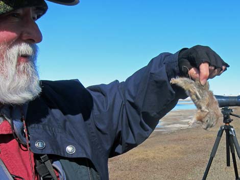 Barrow birding