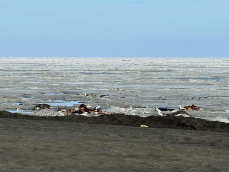 Barrow birding