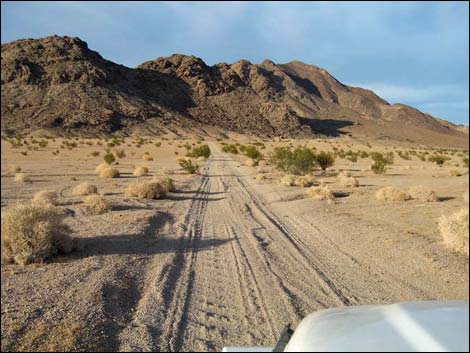 Cadiz Trilobite Quarry