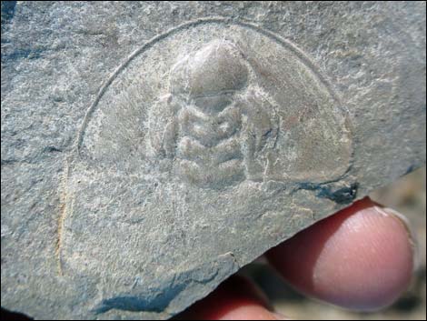 Trilobite Fossils