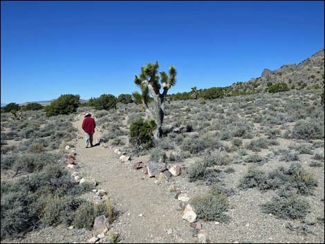 Oak Springs Trilobite Site