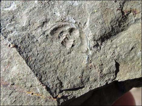 Oak Springs Trilobite Site