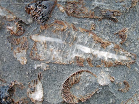 Fossil Coral