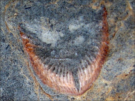 Fossil Coral