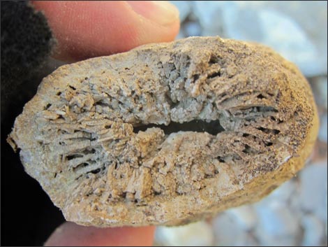 Fossil Coral