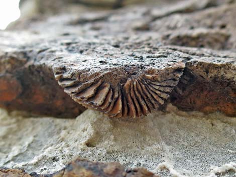 Fossil Coral