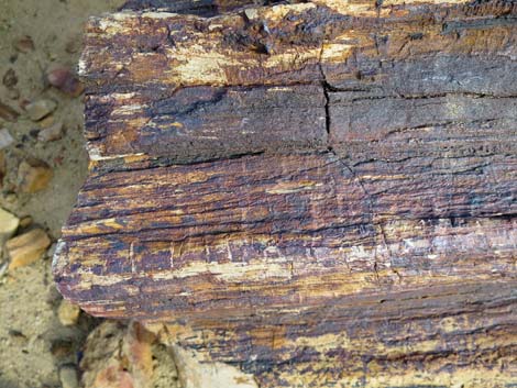 Petrified wood